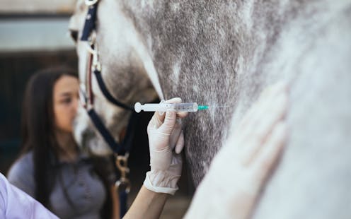 Using tranquillisers on racehorses is ethically questionable and puts horses and riders at risk