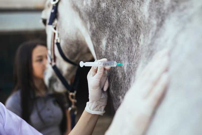 A vet injects a grey horse.