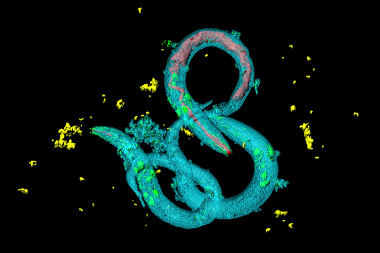 Image of a multicoloured worm on a black background.