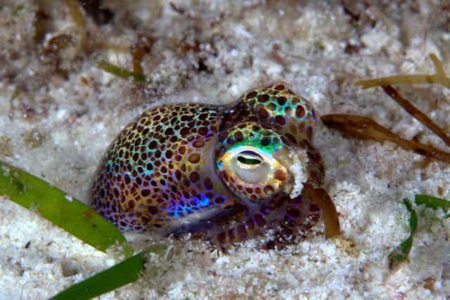 It takes two: how mutualisms evolve in a world of selfish genes It takes two: how mutualisms evolve in a world of selfish genes