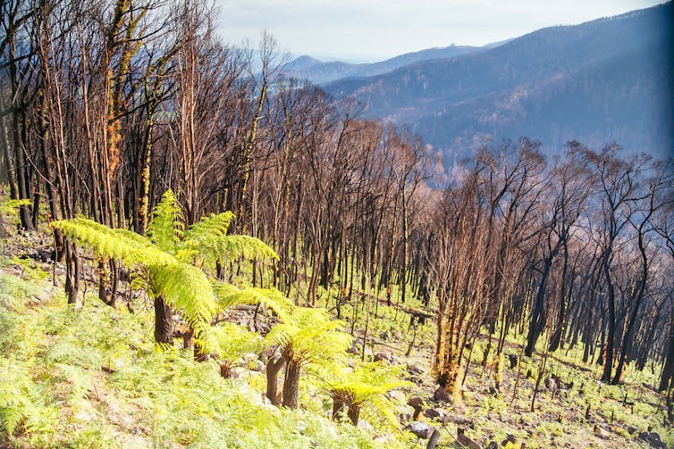 After the Black Saturday bushfires, road to Lake Mountain ski resort
