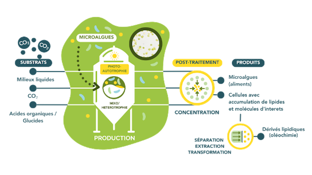 Microalgues pour l’alimentation humaine : comment mieux les produire