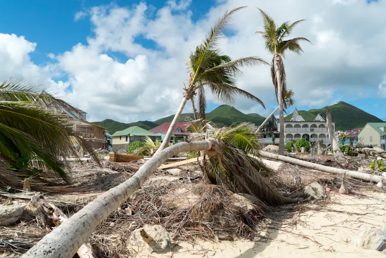 Palm trees and hurricane damage