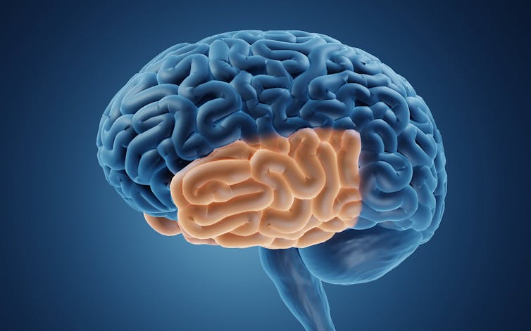 Brain with lower middle section highlighted.