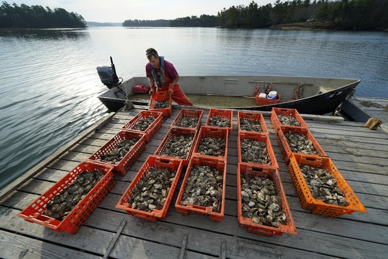 A man unloads crates of oysters onto a dock.