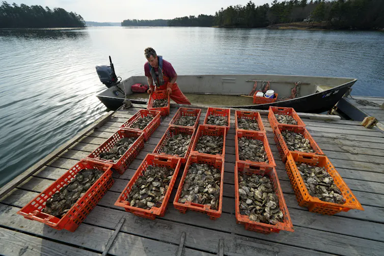 A man unloads crates of oysters onto a dock.