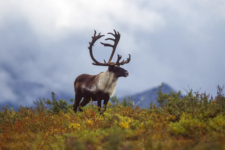 A caribou with large antlers sands in colorful tundra with mountains behind it.