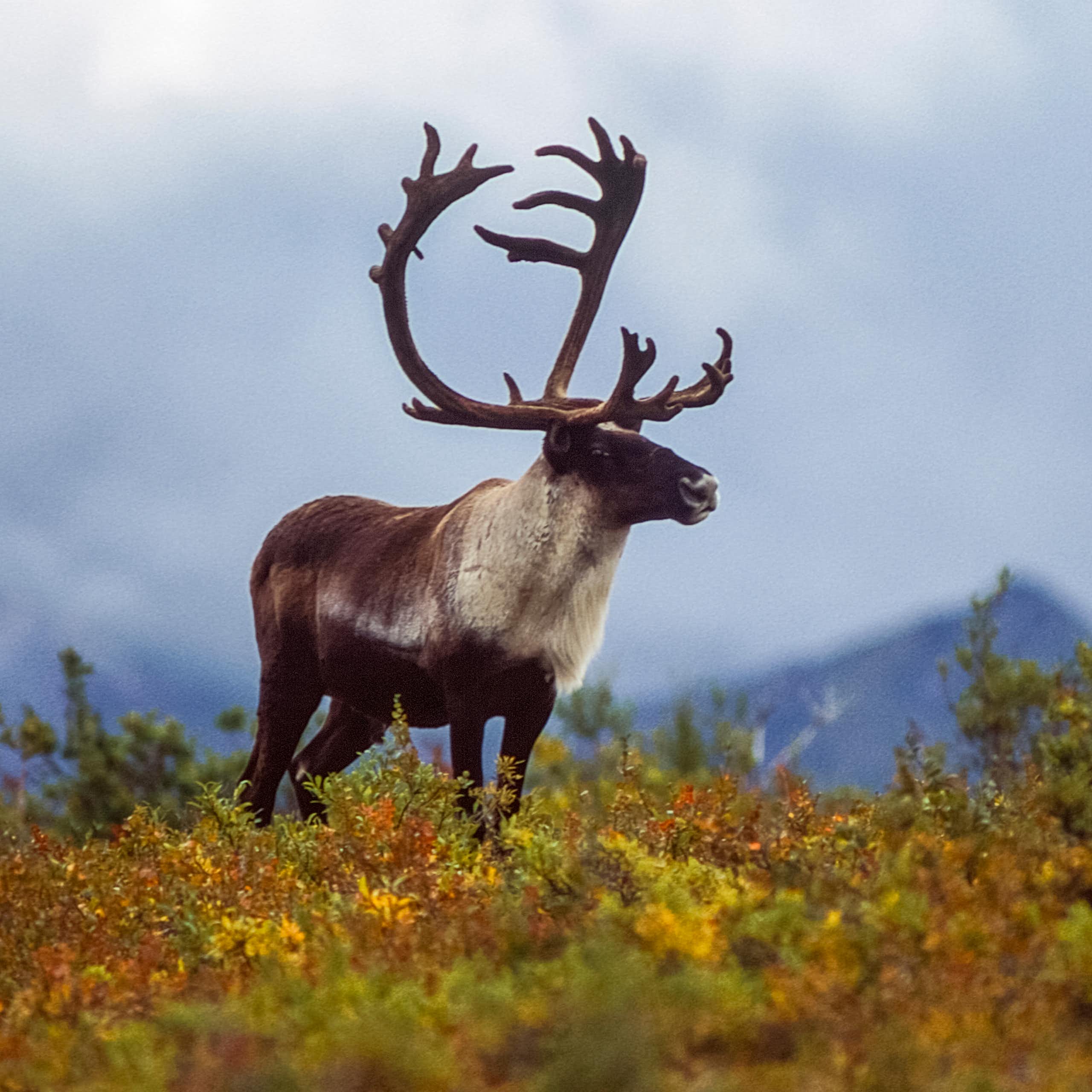 A caribou with large antlers sands in colorful tundra with mountains behind it.