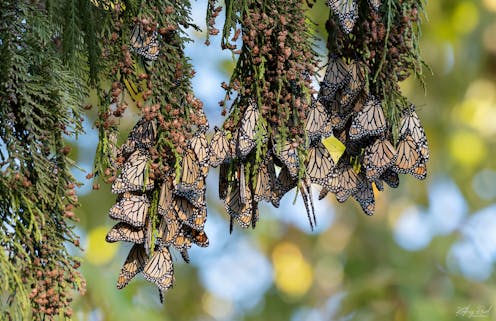 Monarch butterflies are in decline in NZ and Australia – they need your help to track where they gather