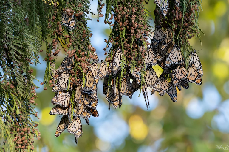 Monarch butterflies wintering over, hanging from branches of a fir tree