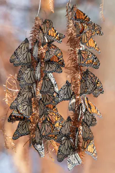 Monarch butterfies hanging off a branch