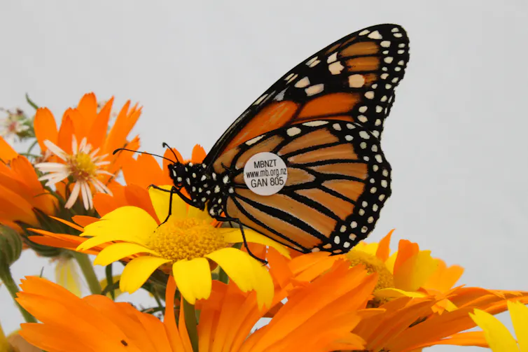 A Monarch butterfly with a tag on its wing