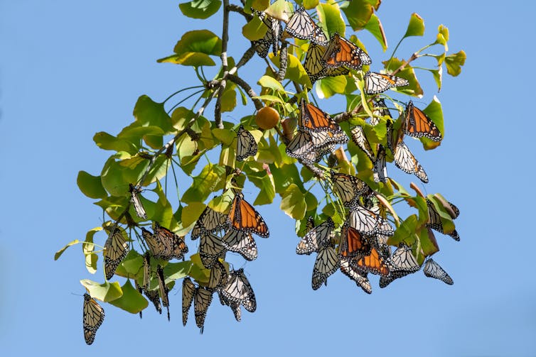 Monarch butterflies hanging off a ginkgo tree.