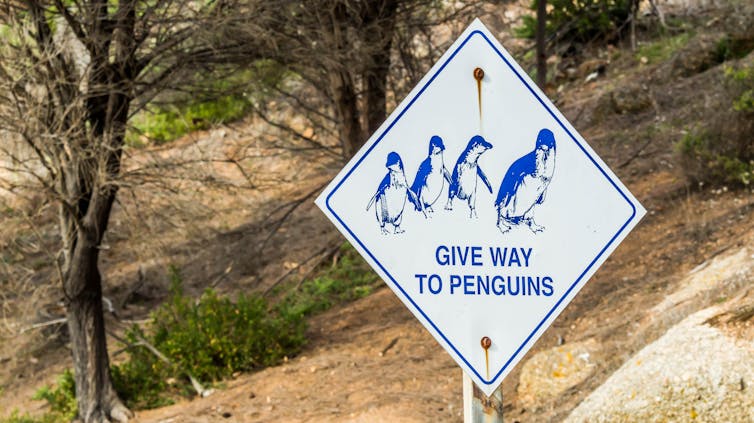 A sign reading 'give way to penguins'