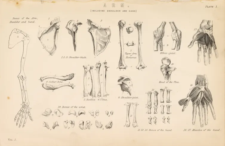An original Antique Plate scan from the National Encyclopaedia: A Dictionary of Universal Knowledge. Published by William Mackenzie in 1880.