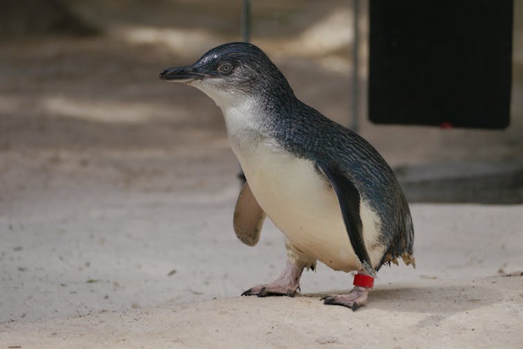 a little penguin with a red-banded foot