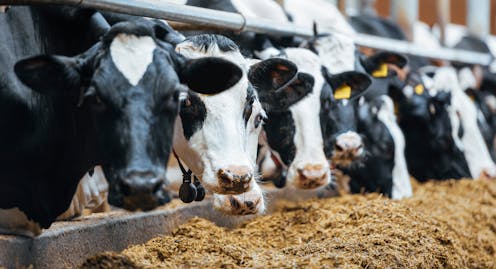 Bovaer is added to cow feed to reduce methane emissions. Does it get into milk and meat? And is it harmful for humans?