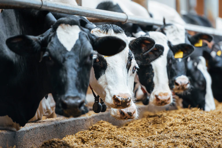 Dairy cows feed