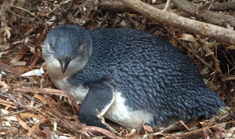 a little penguin lying in leaf litter