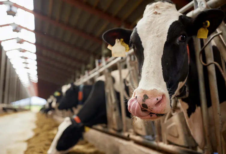Cow licks itself