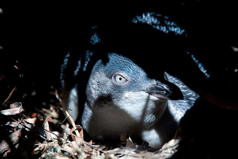 little penguin in shadow