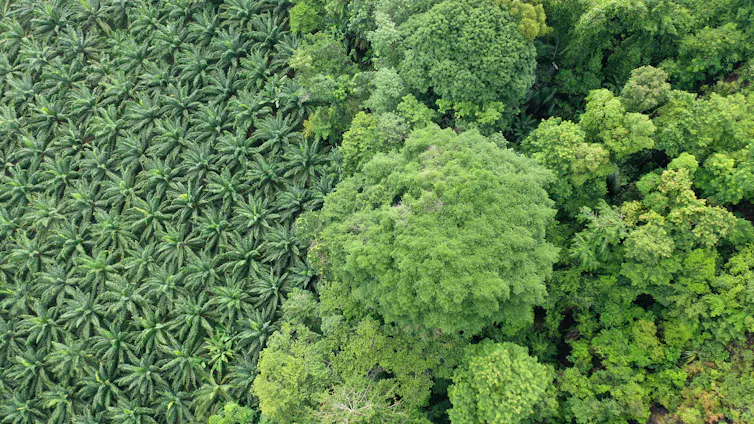 oil palm plantation and rainforest from above
