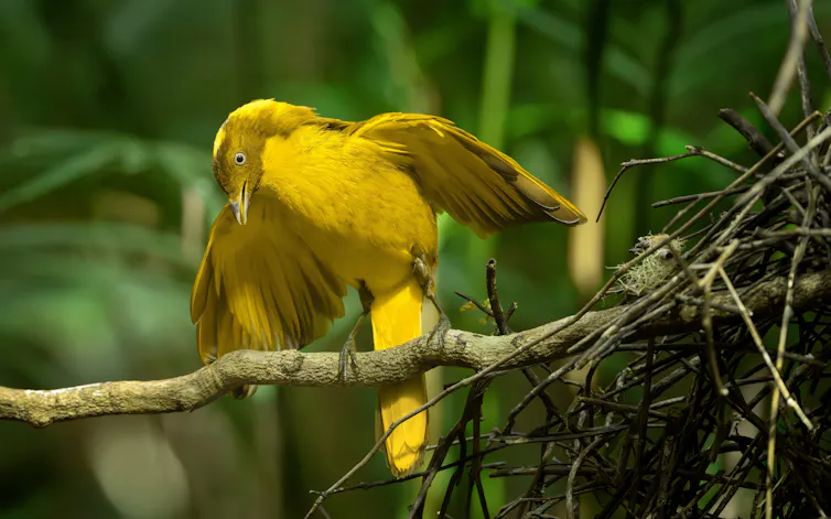 golden bowerbird on branch