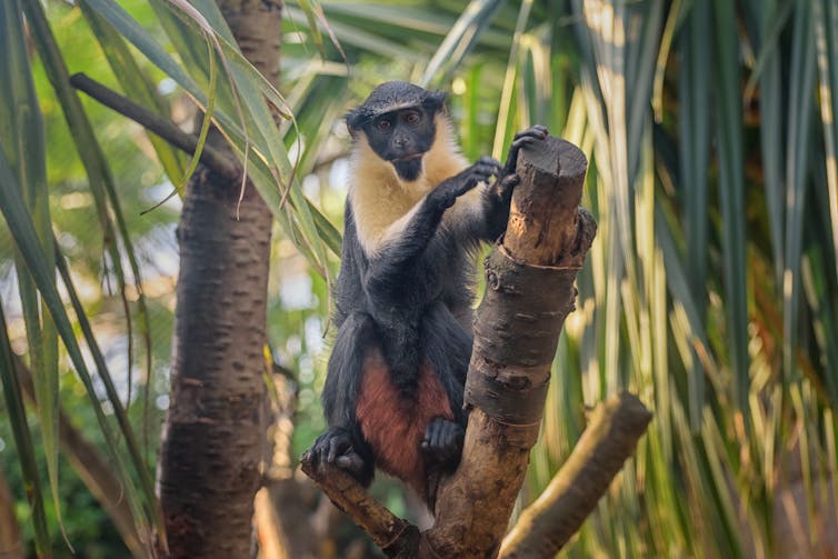 diana monkey
