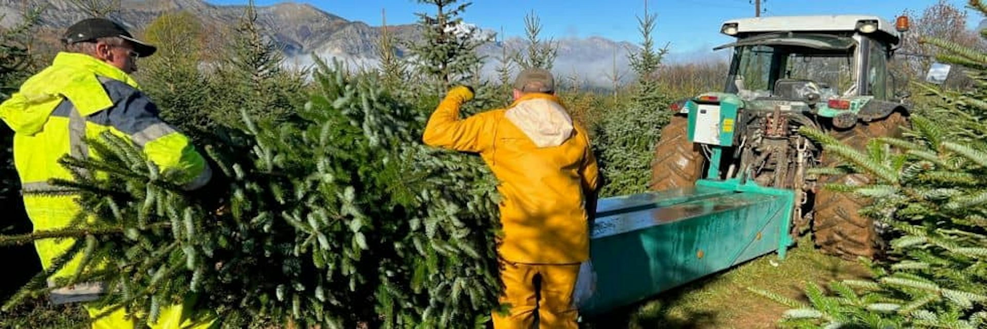 Pépinéristes récoltant des sapins pour Noël