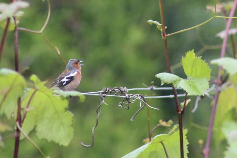 small colourful bird, beak open, resting on wire fence in green vines.