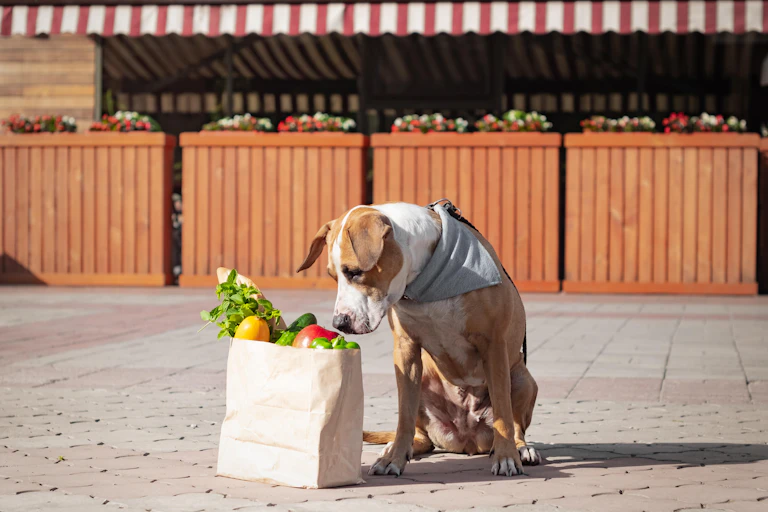 A dog inspects a paper bag filled with vegetables.
