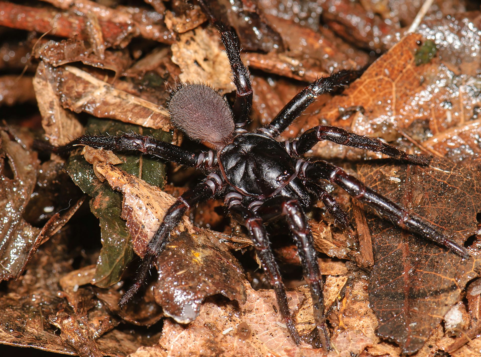Самый смертоносный паук в мире
