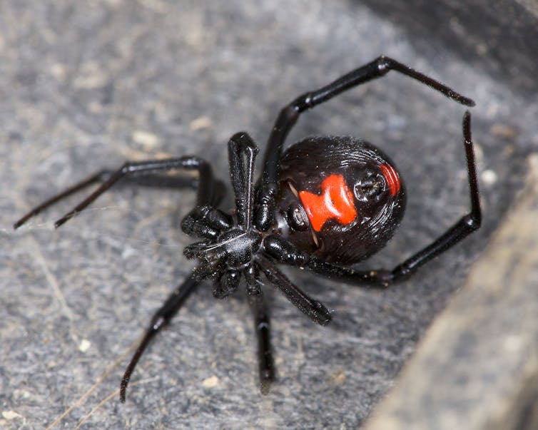 Who S Afraid Of The Noble False Widow Environment The Guardian