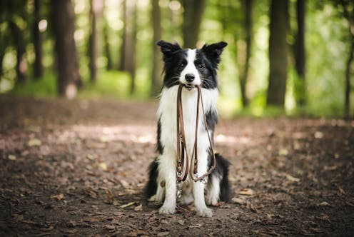Fully fenced dog parks alongside nature reserves could help protect wildlife