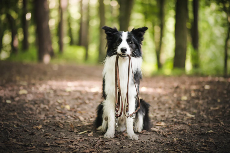 Happy young border collie holding a lead in its mouth, on a path in the forest.
