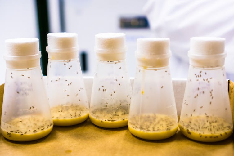 Five vials containing fruit flies.