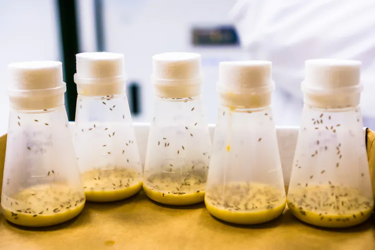 Five vials containing fruit flies.