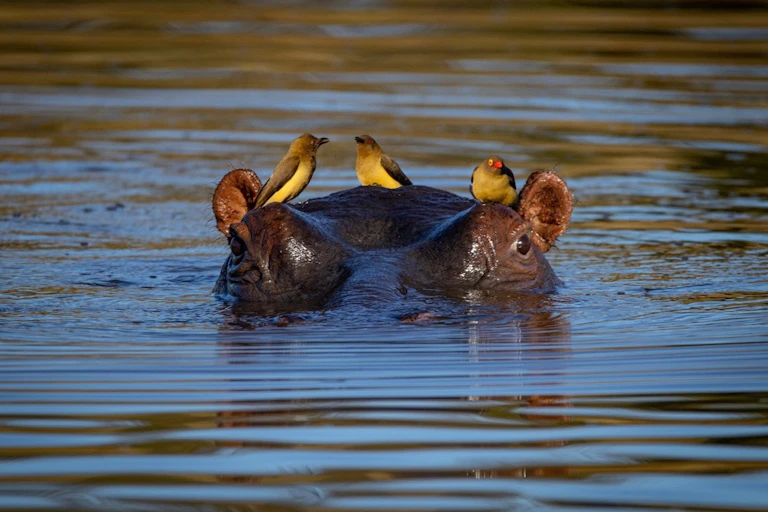 Hippos with birds sat on head