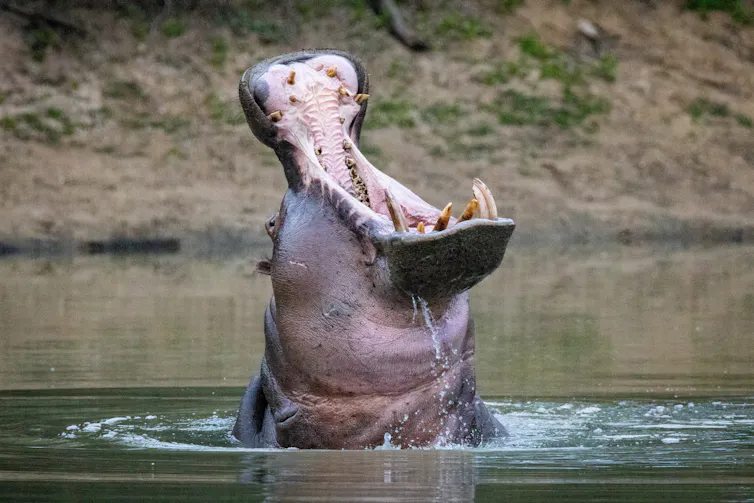 Large hippo with mouth wide open