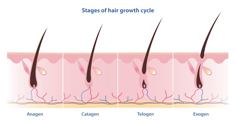 Stages of hair growth graphic
