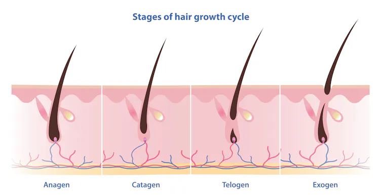 Stages of hair growth graphic