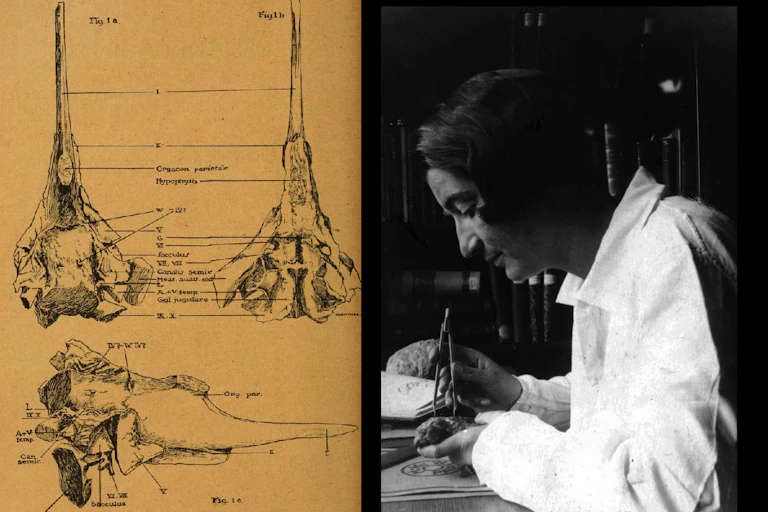 schéma scientifique et photo d'Edinegr au travail