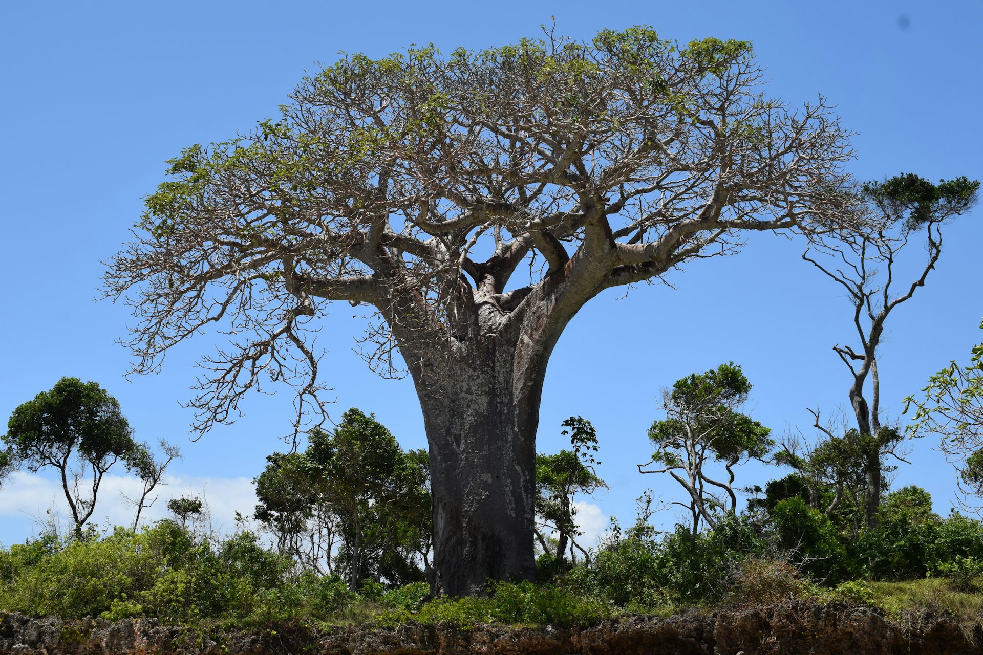 Baobab is a superfood with growing global demand – that’s bad news for the sacred African tree