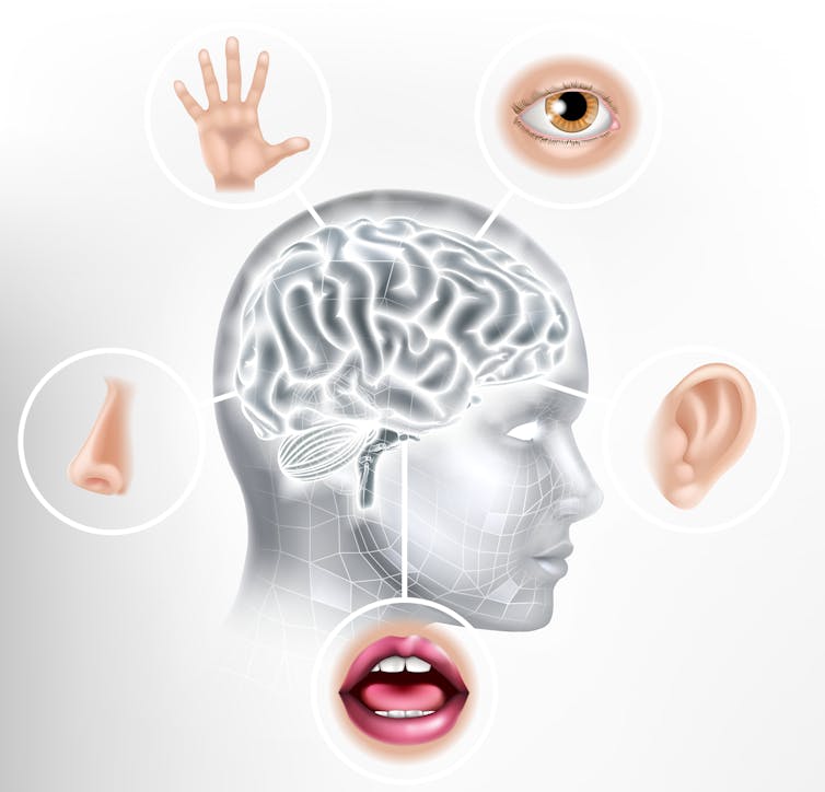 Une infographie montre une tête humaine avec le cerveau apparent et tout autour les organes des 5 sens (une main, un œil, une oreille, une bouche et un nez)