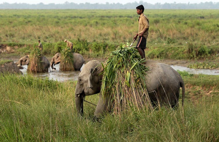 A man stands on top of an elephant in a marshy area with tall grasses.
