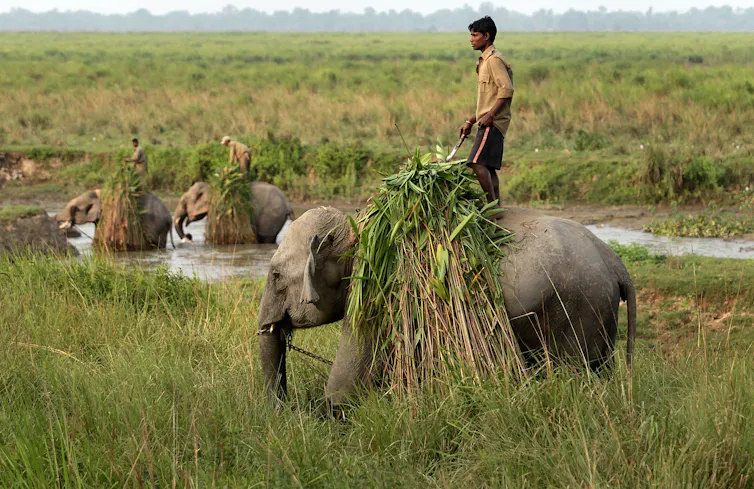 A man stands on top of an elephant in a marshy area with tall grasses.
