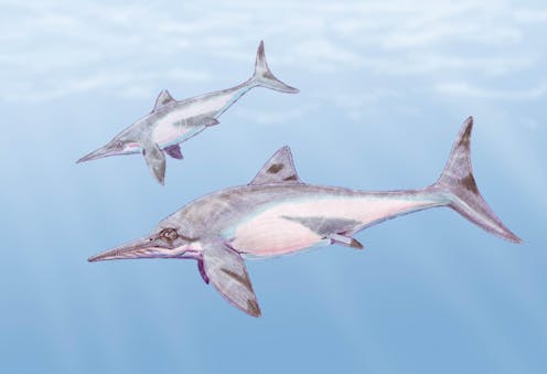 The discovery of a rare new fossil sheds light on NZ’s extinct dolphin-like reptiles