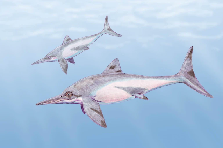 An artists impression of a Platypterigius ichthyosaur.