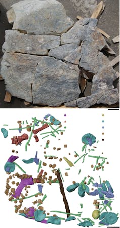 At the top is an image of the concretions; below is a scan of the fossil bones within the boulders.