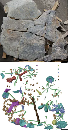 At the top is an image of the concretions; below is a scan of the fossil bones within the boulders.